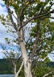 Betula platyphylla. Часть ствола. Курильские о-ва, о-в Кунашир, кальдера вулкана Головнина, берег оз. Горячее, каменистый берег. 20.08.2022.