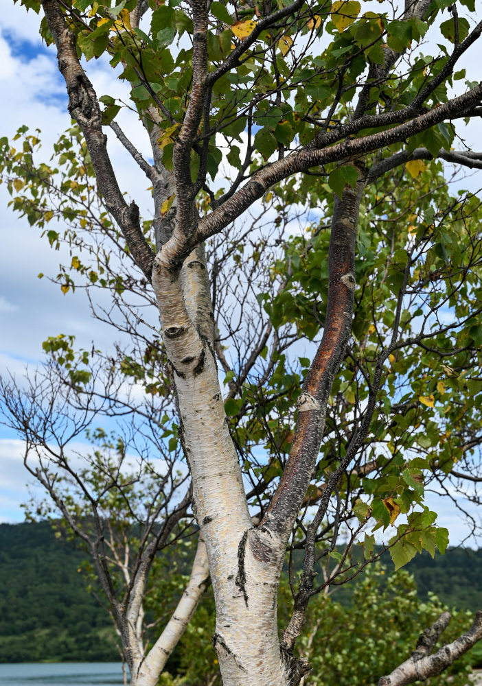 Изображение особи Betula platyphylla.