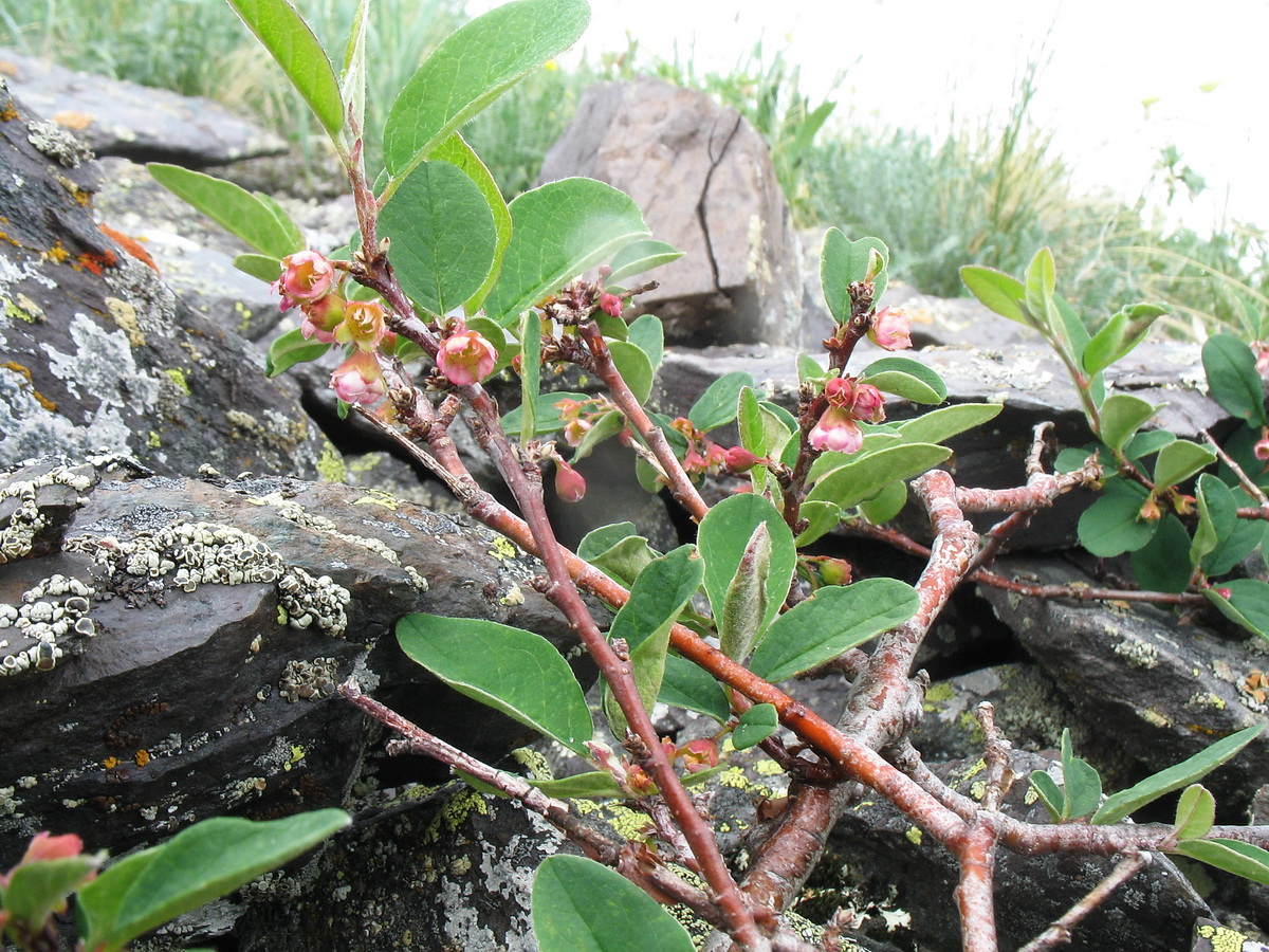 Изображение особи Cotoneaster uniflorus.