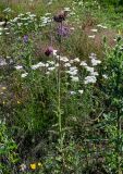 Carduus thoermeri. Отцветающее растение в сообществе с Achillea. Чечня, Итум-Калинский р-н, окр. с. Ведучи, ≈ 1500 м н.у.м., луговой склон. 27.07.2022.