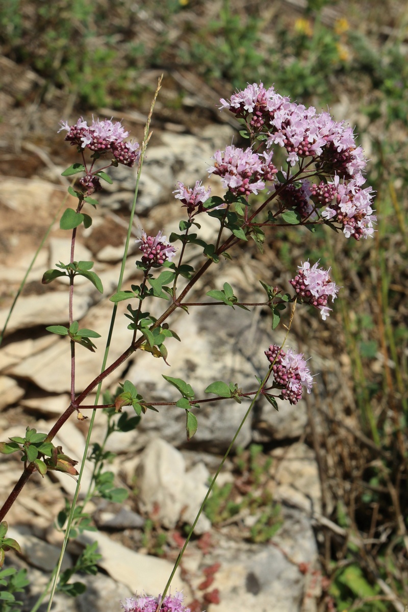 Image of Origanum vulgare specimen.