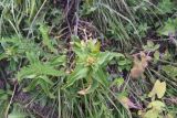 Gentiana cruciata