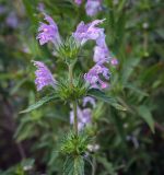 Galeopsis ladanum. Верхушка цветущего растения. Пермский край, Кунгурский р-н, окр. дер. Дейково, ур. Греховская гора, разнотравный луг на вершине урочища. 06.08.2023.