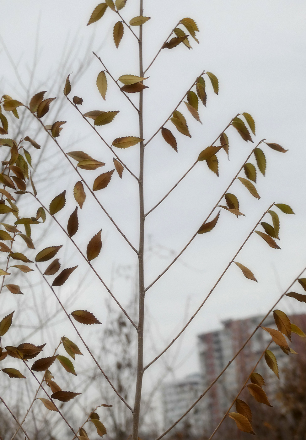 Изображение особи Ulmus pumila.