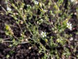 Arenaria serpyllifolia