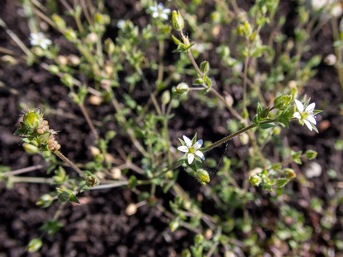 Изображение особи Arenaria serpyllifolia.