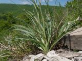 Scorzonera stricta