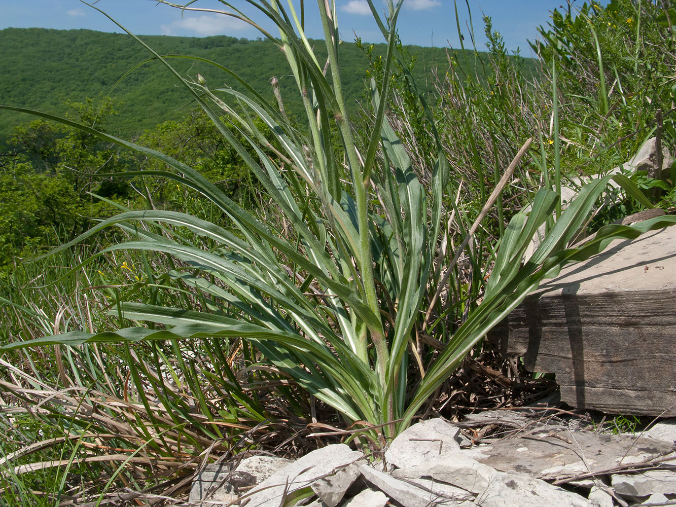 Изображение особи Scorzonera stricta.