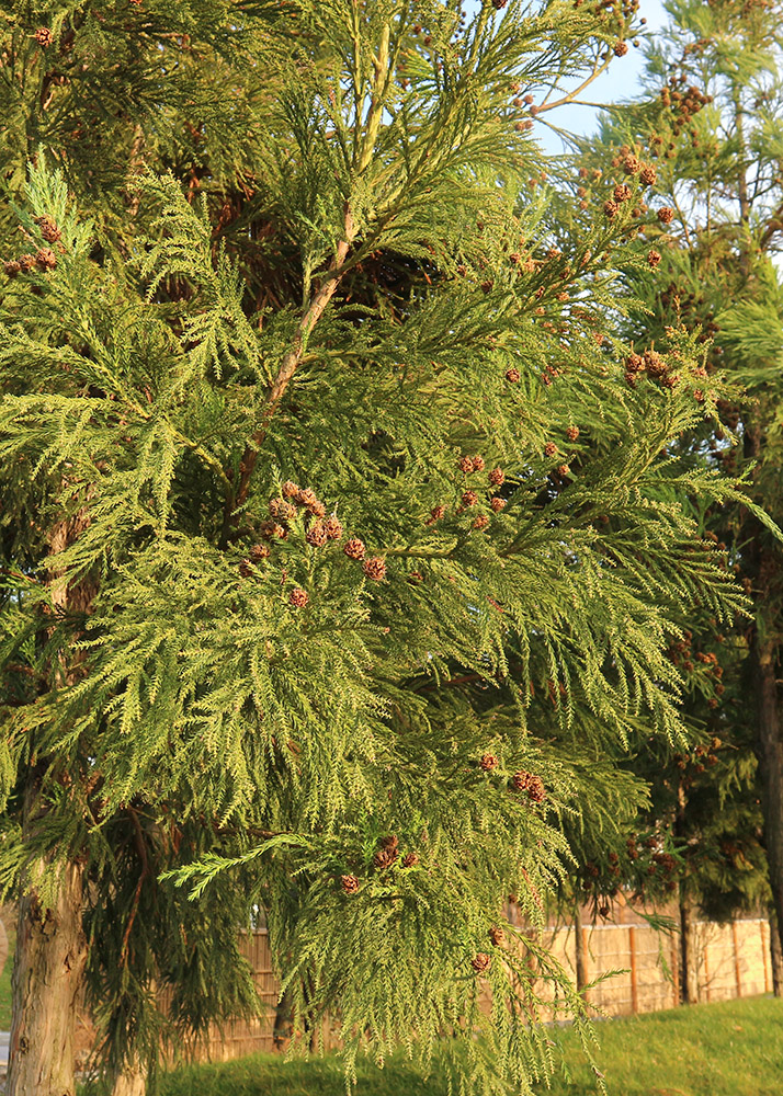 Image of Cryptomeria japonica specimen.