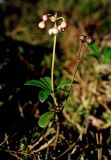 Chimaphila umbellata