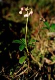 Chimaphila umbellata