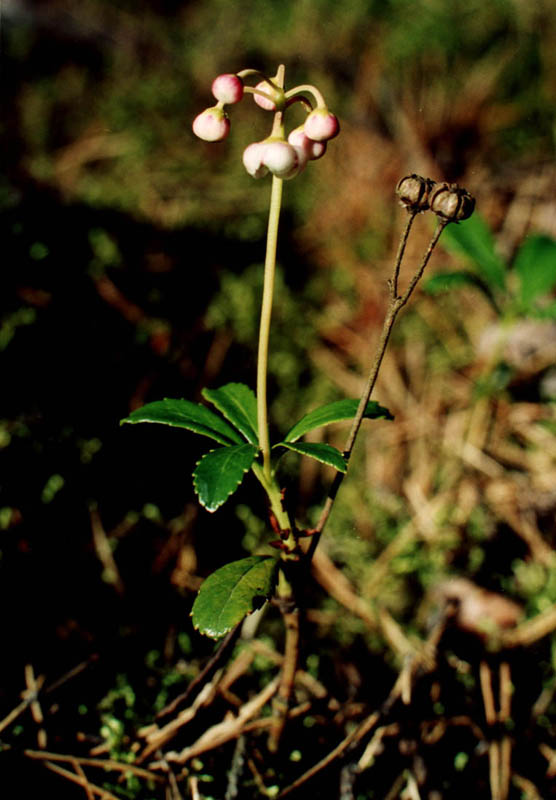 Изображение особи Chimaphila umbellata.