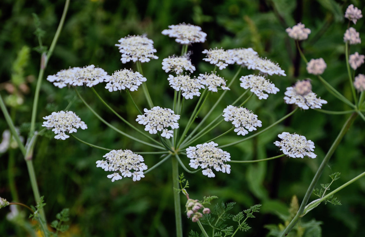 Image of Astrodaucus orientalis specimen.