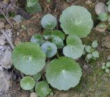 род Umbilicus