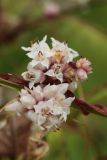 Cuscuta epithymum. Соцветия. Беларусь, Витебская обл., окр. пос. Езерище, выкашиваемый суходольный луг, на Trifolium medium. 03.08.2023.