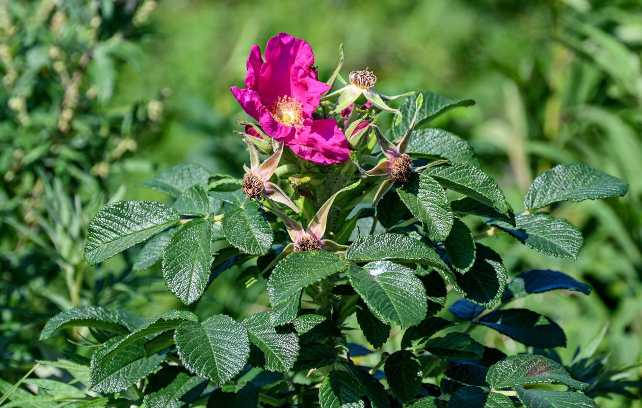 Image of Rosa rugosa specimen.