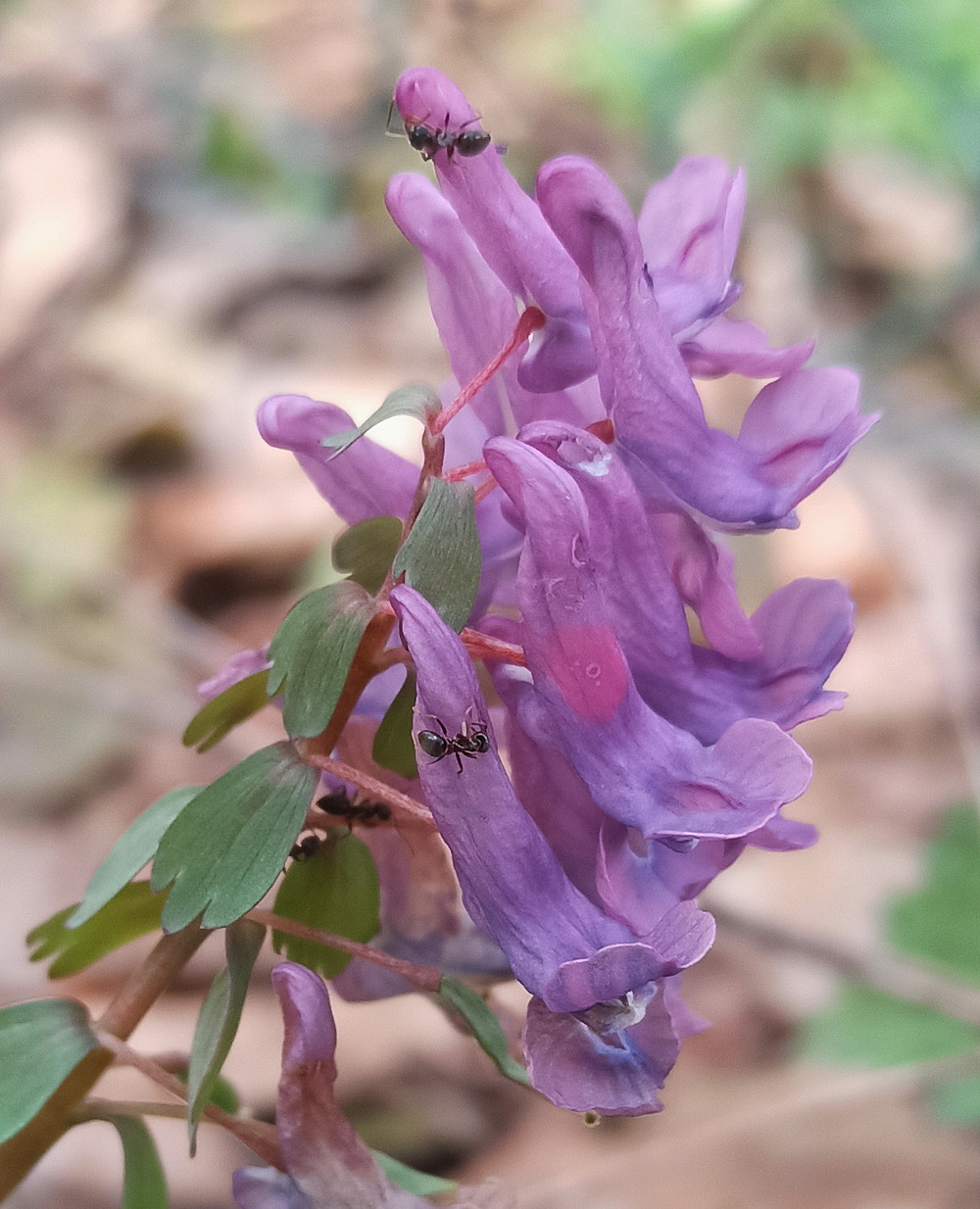 Изображение особи Corydalis solida.