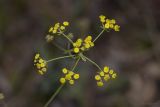 Bupleurum exaltatum