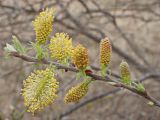 Salix bebbiana