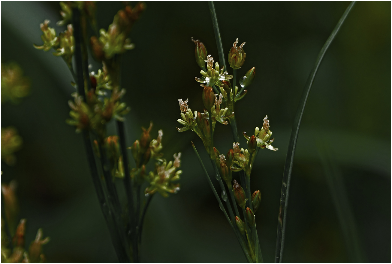 Image of Juncus compressus specimen.