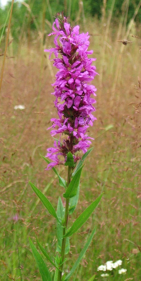 Изображение особи Lythrum salicaria.