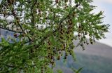 Larix sibirica