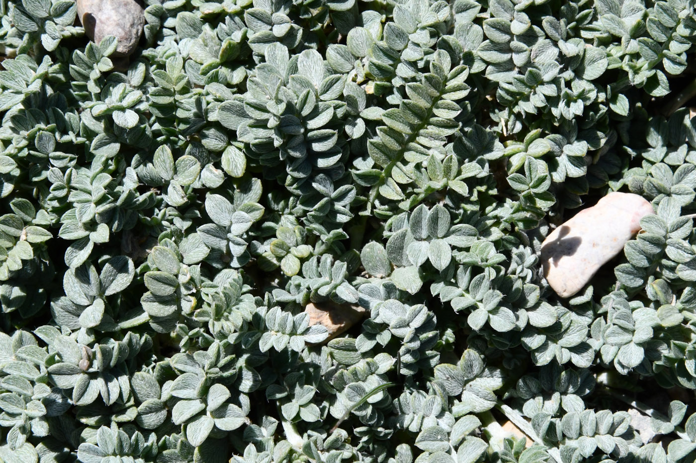 Изображение особи Astragalus nivalis.
