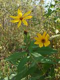 Helianthus tuberosus