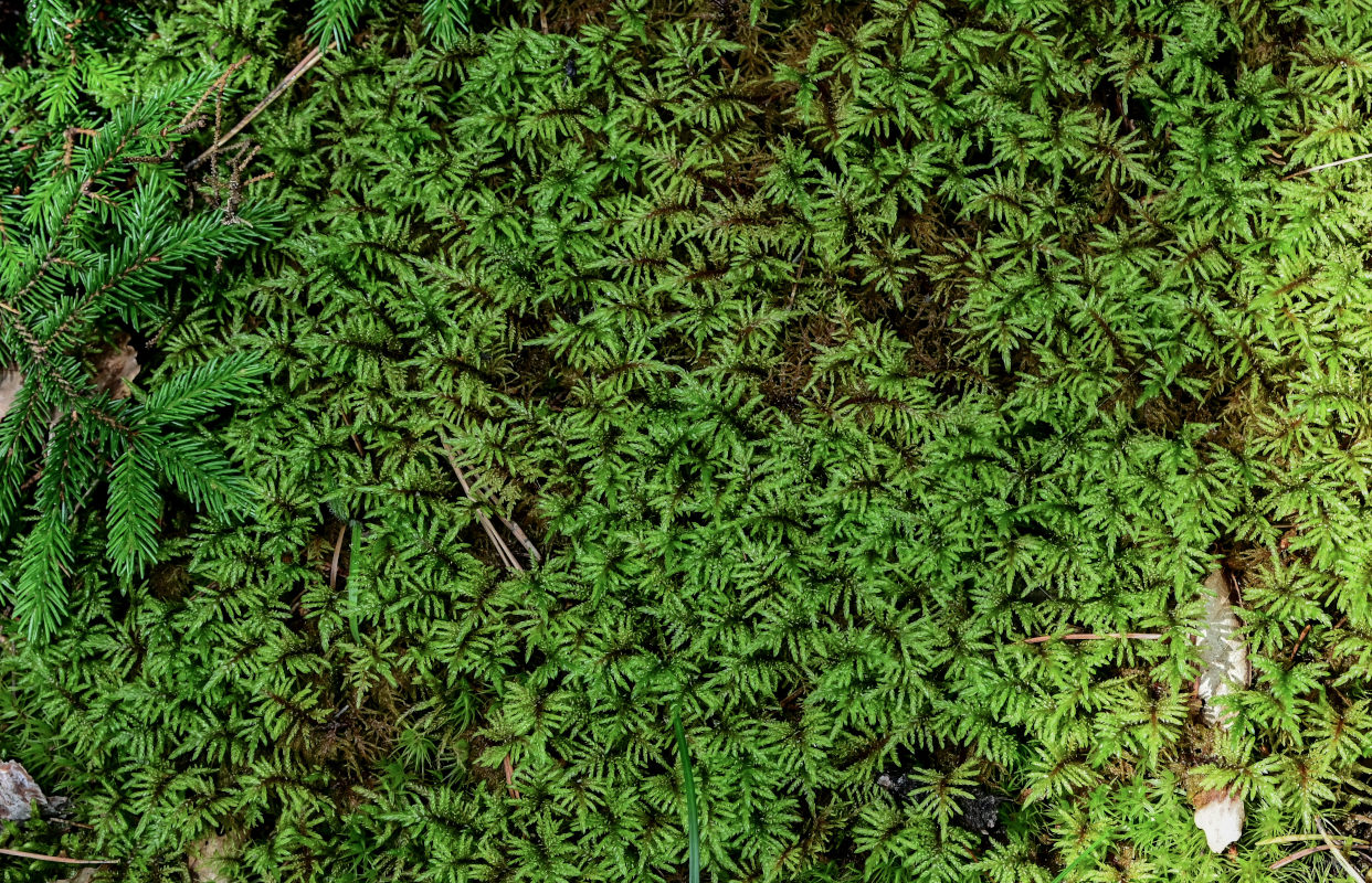 Изображение особи Hylocomium splendens.