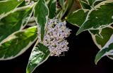 Swida alba var. argenteomarginata
