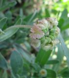 Calendula arvensis. Незрелое соплодие. Крым, Симферополь, ботсад университета, сорное на клумбе. 2 ноября 2010 г.