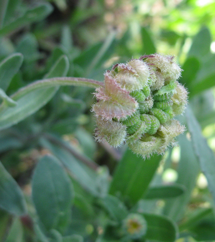 Image of Calendula arvensis specimen.