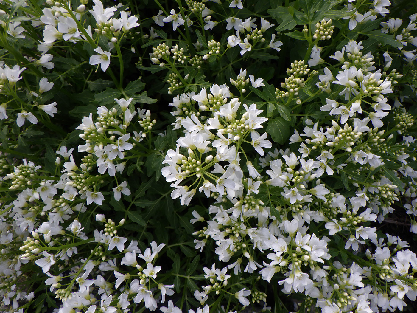Image of genus Cardamine specimen.