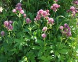 Astrantia major