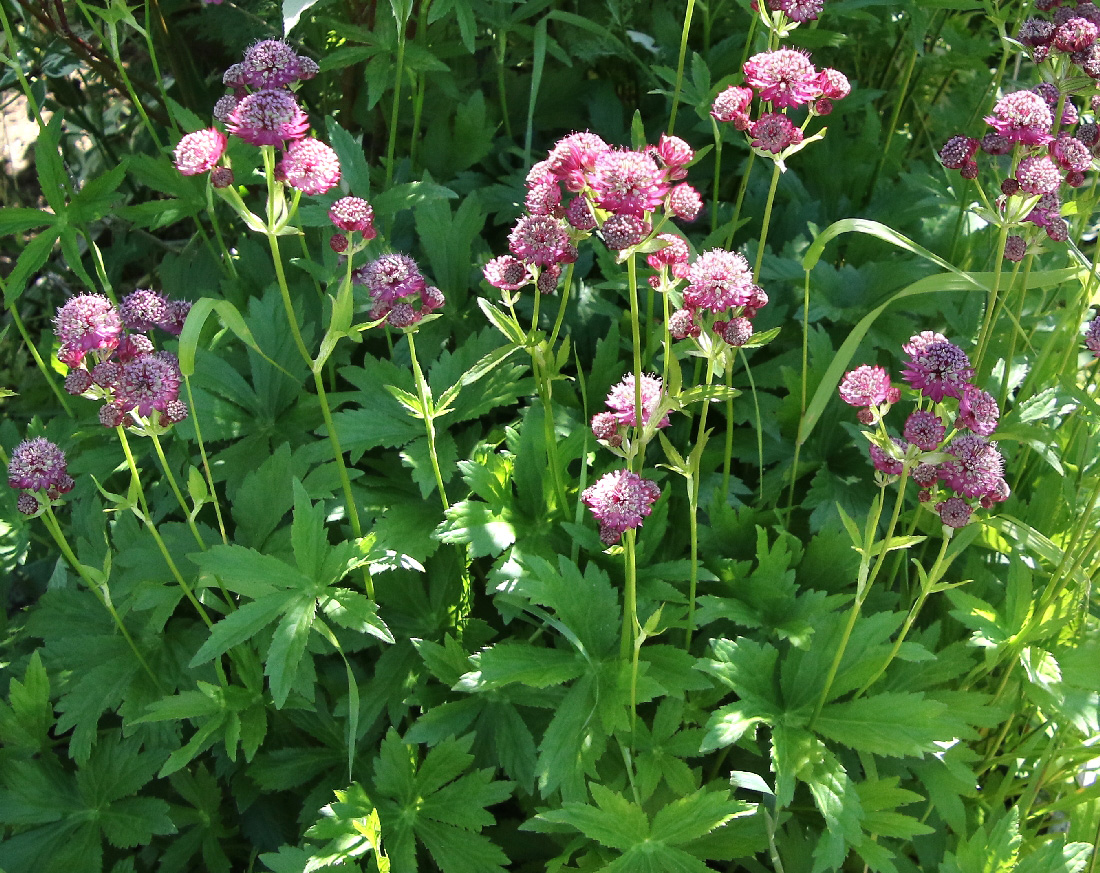 Изображение особи Astrantia major.