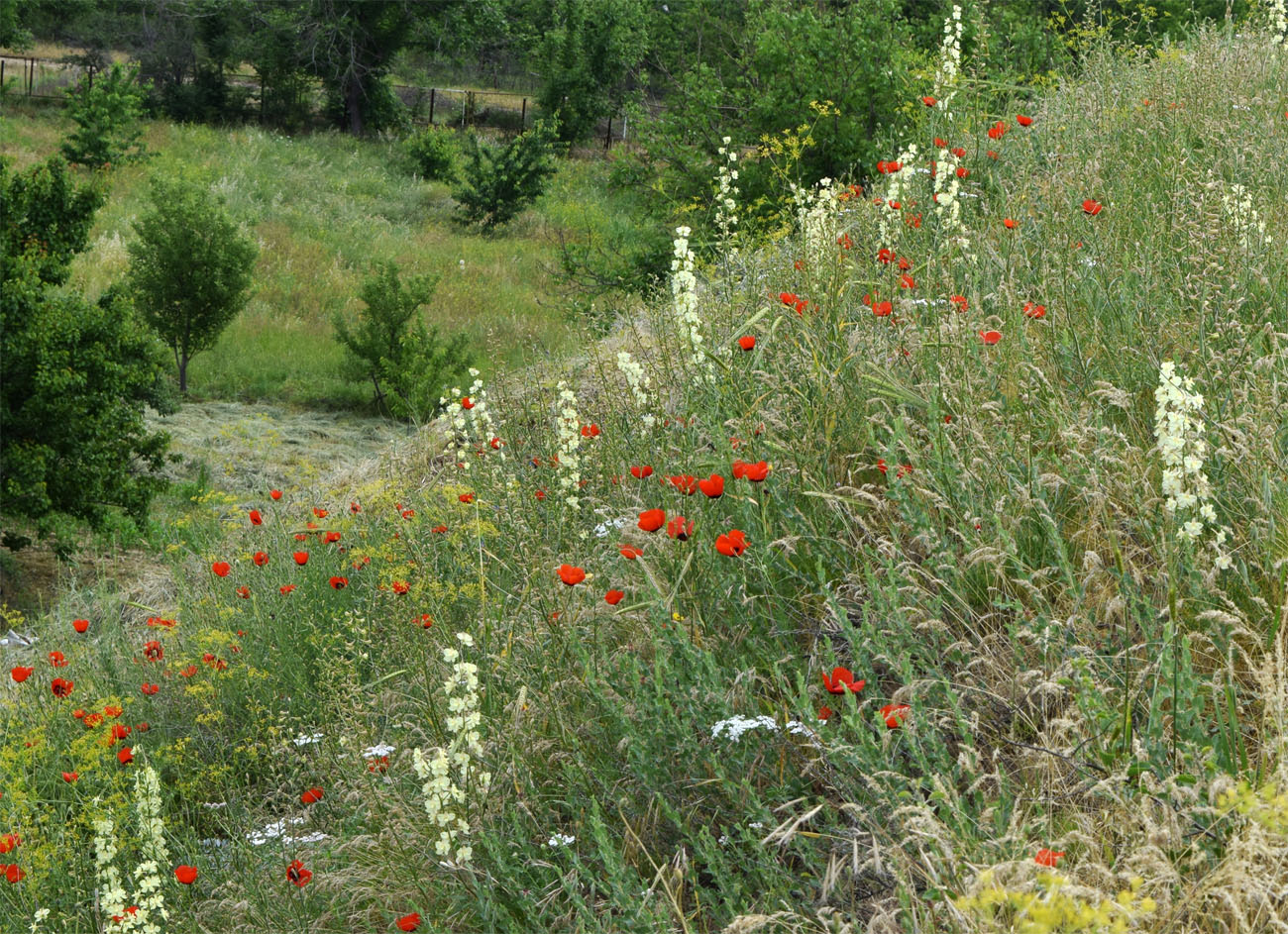 Image of Delphinium semibarbatum specimen.