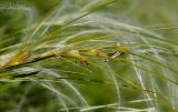 род Stipa