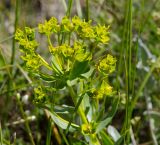 genus Euphorbia