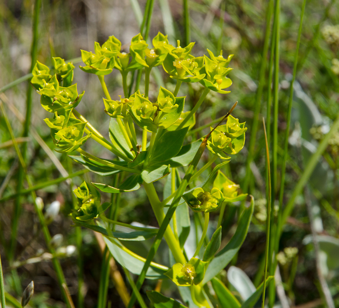 Изображение особи Euphorbia seguieriana.