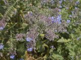 Borago officinalis. Верхушки отцветающих соцветий. Испания, Каталония, пров. Жирона, комарка Баш Эмпорда, муниципалитет Калонже, пустырь. 04.05.2025.