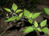 Solanum nigrum