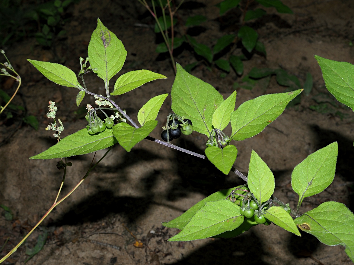 Image of Solanum nigrum specimen.