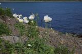 Papaver sokolovskajae