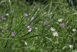Stellaria graminea