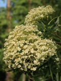 род Sorbus