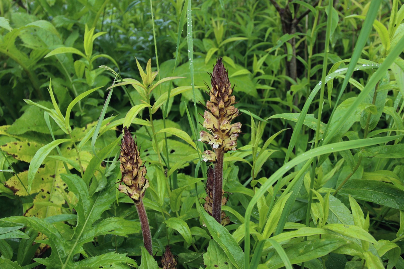 Image of Orobanche pallidiflora specimen.