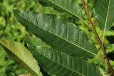 Castanea sativa