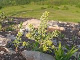 Alyssum alyssoides