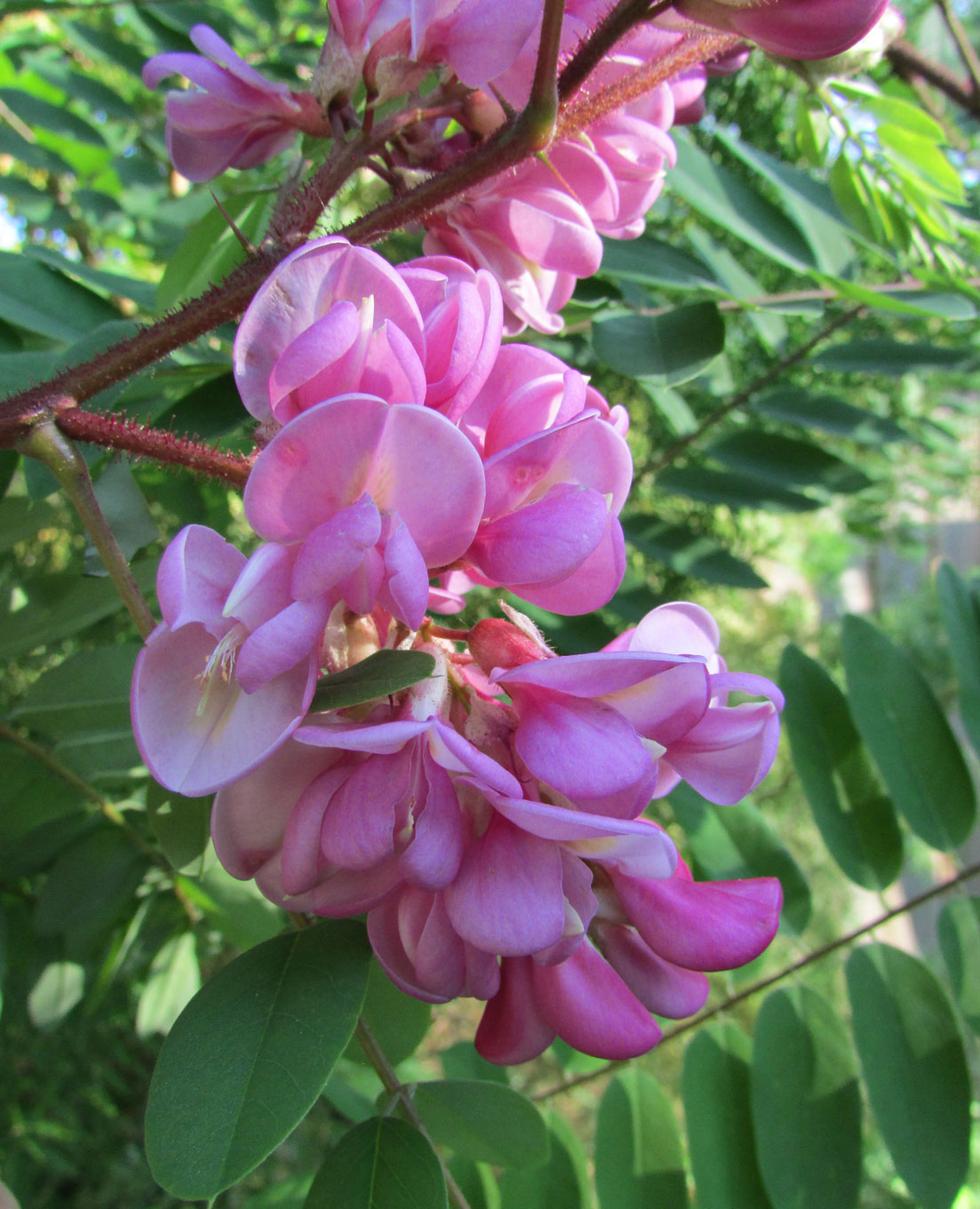 Image of Robinia &times; margaretta specimen.