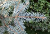 Picea pungens form glauca. Верхушка веточки. Узбекистан, Ташкентская обл., Бостанлыкский р-н, кишлак Яккатут, дачный участок, в культуре. 24.08.2025.
